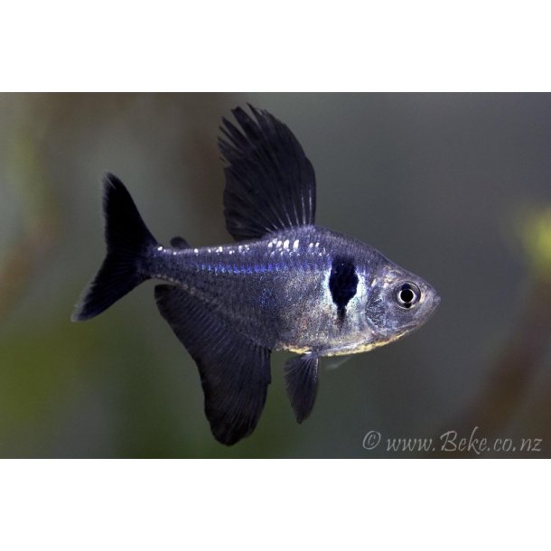  Hyphessobrycon megalopterus Sort fantom tetra