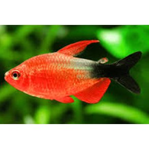 Hyphessobrycon peugeotorum