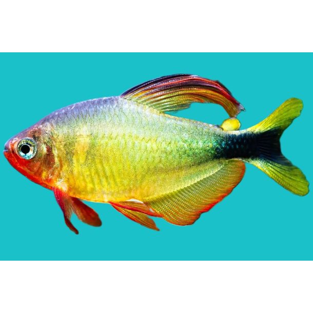Hyphessobrycon procyon