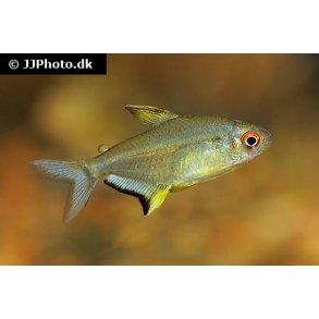 Hyphessobrycon pulchripinnis Citron tetra
