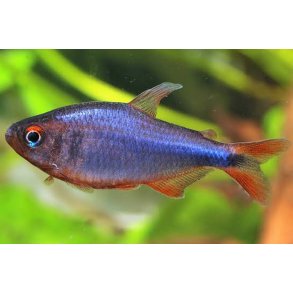 Hyphessobrycon wadai Bl�b�r tetra
