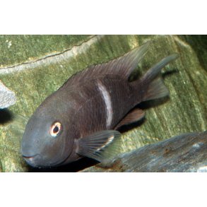 Hypsophrys nematopus