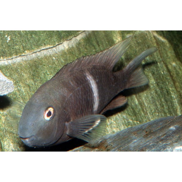 Hypsophrys nematopus