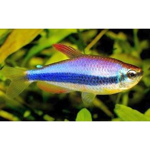 Inpaichthys Kerri Konge tetra