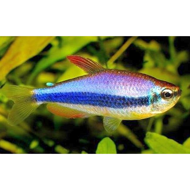 Inpaichthys Kerri Konge tetra