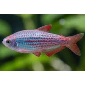 Ipaichthys parauapiranga