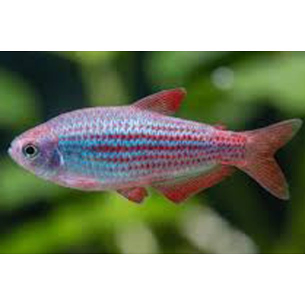 Ipaichthys parauapiranga
