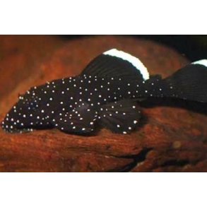L181 - Ancistrus sp. Peppermint pleco