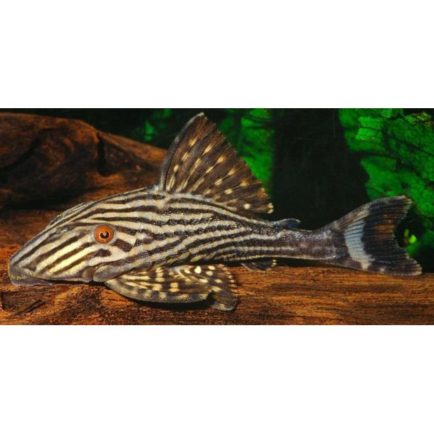 L190 - Panaque sp. nigrolineatus 25 cm.