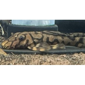 L 519 Ancistrus sp. Rio It�nez