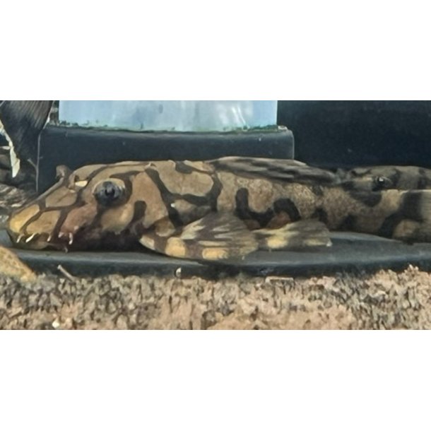 L 519 Ancistrus sp. Rio It�nez