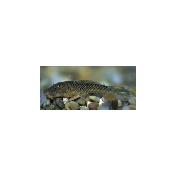 L187 - Chaetostoma sp. Gummin�se