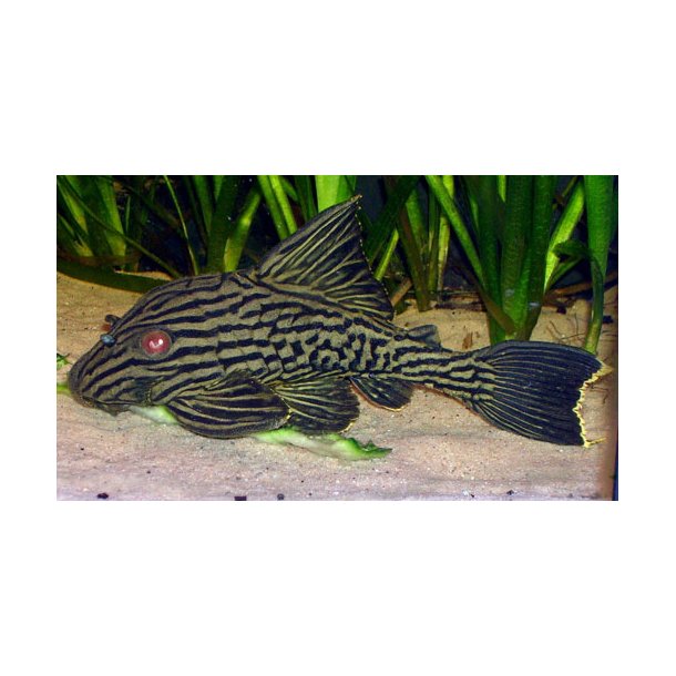 L190 Panaque nigrolineatus