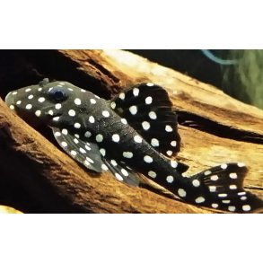 L471 Hypancistrus sp. Dv�rg snowball pleco