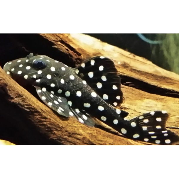 L471 Hypancistrus sp. Dv�rg snowball pleco
