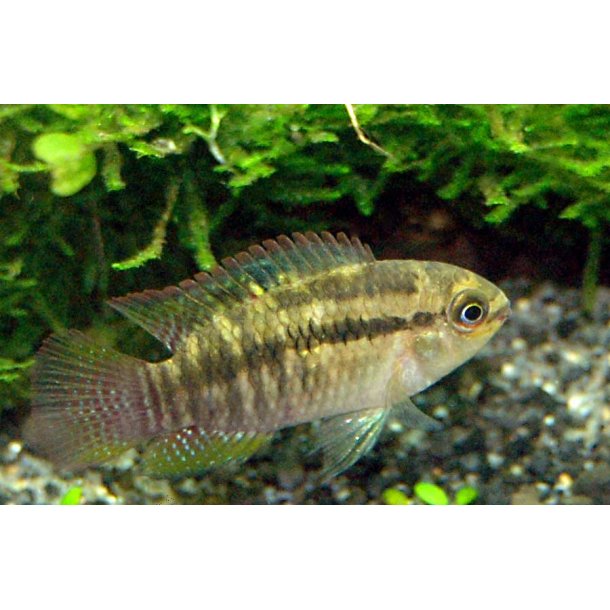 Laetacara curviceps