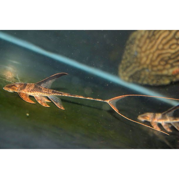 Lamontichthys llanero Piskehale grenmalle