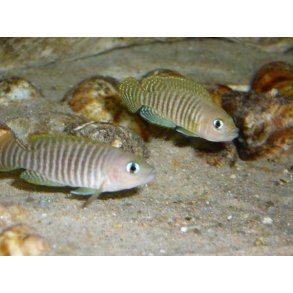 Lamprologus multifasciatus
