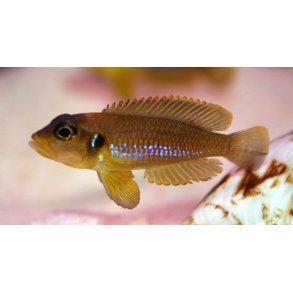 Lamprologus ocellatus gold