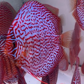 Symphysodon spec. Leopard 6-7,5 cm.