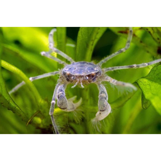 Limnopilos naiyanetri Thai mini krabbe
