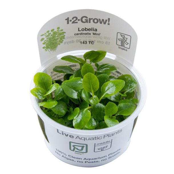 1-2-Grow Tropica Lobelia cardinalis 'Mini'