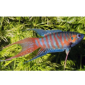 Macropodus opercularis Paradisfisk