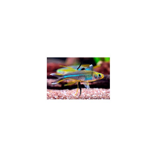 Marosatherina ladigesi Celebes regnbuefisk