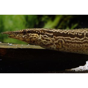 Mastacembelus sp. Snabel�l