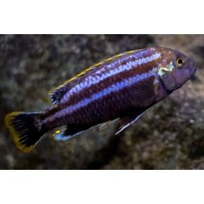 Melanochromis dialeptos Gome Dvrg Auratus