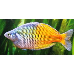 Melanotaenia boesemani