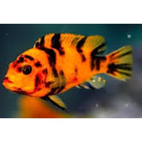 Metriaclima estherae Big blothh. Parpris
