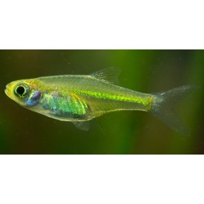 Microdevario kubotai - Neongul rasbora