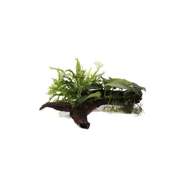 Tropica Microsorum &amp; Anubias 'Duet' rod XL