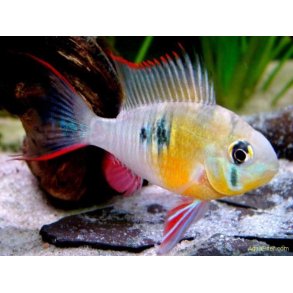 Mikrogeophagus altispinosus