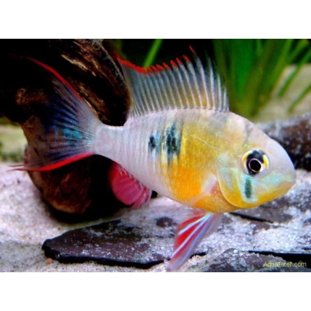 Mikrogeophagus altispinosus