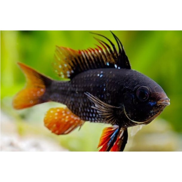 Mikrogeophagus ramirezi Sommerfugle cichlide Midnight par