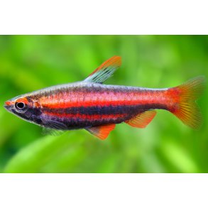 Nannostomus mortenthaleri R�d blyantsfisk
