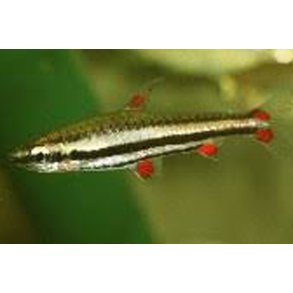 Nannostomus trifaciatus