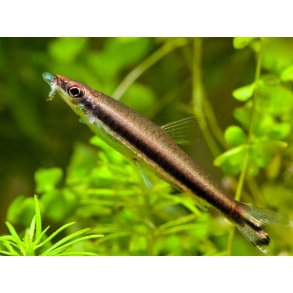 Nannostomus unifasciatus Skr�sv�mmer