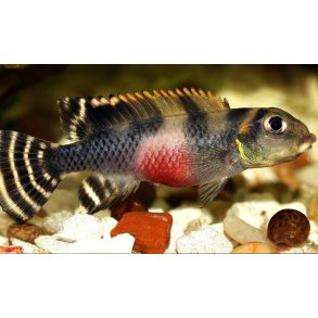 Nanochromis transvestitus Pr. par