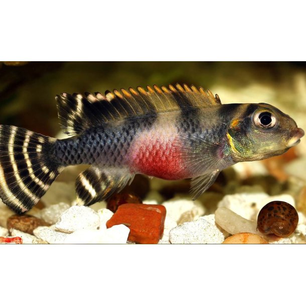 Nanochromis transvestitus Pr. par