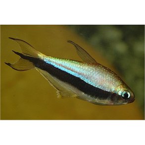 Nematobrycon palmeri - Kejsertetra