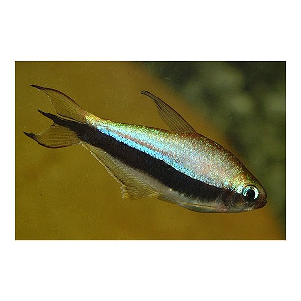 Nematobrycon palmeri - Kejsertetra