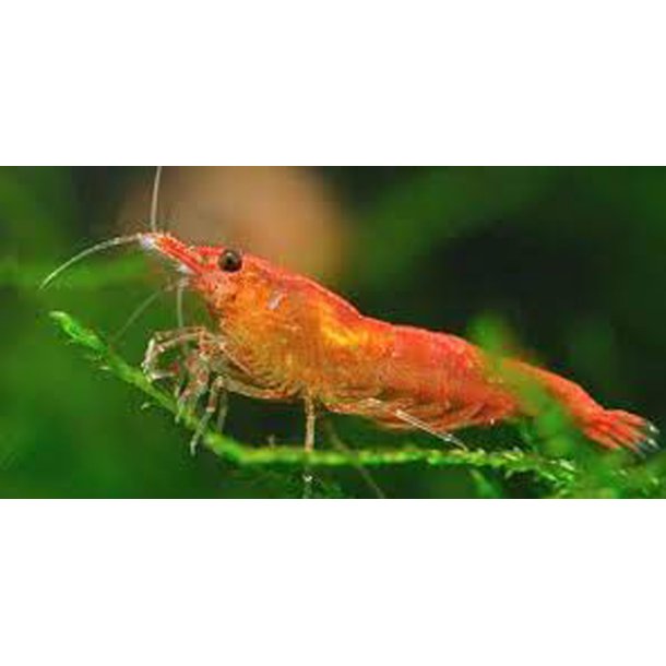 Neocaridina davidi Orange