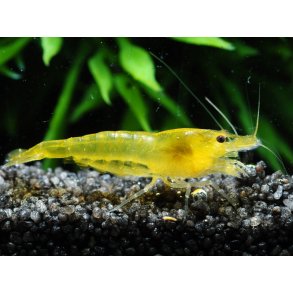 Neocaridina davidi - Gul