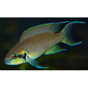 Neolamprologus Brichardi Prinsessen af Burundi