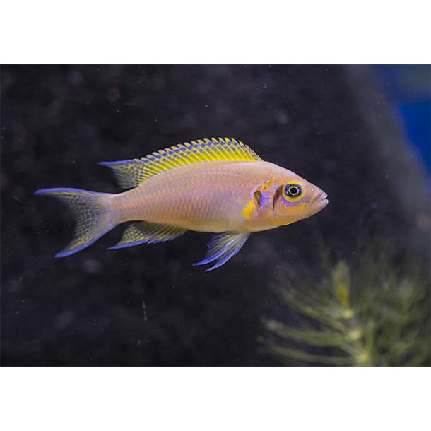 Neolamprologus daffodil