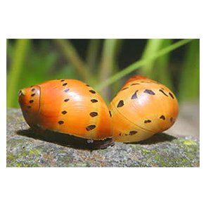 Neritina semiconica Rd plettet snegl