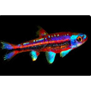 Notropis Chrosomus Regnbue l�je